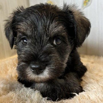 ミニチュアシュナウザー【群馬県・男の子・2025年10月7日・ブラック&シルバー】の写真「可愛いです😍」