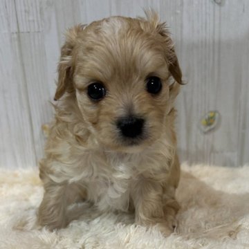 チワプー(トイプードル×チワワ)【群馬県・女の子・2025年9月30日・アプリコット】の写真「お目目クリックリ👀とっても可愛いです💖」