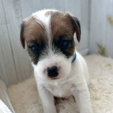 ジャックラッセルテリア【群馬県・男の子・2025年9月27日・ホワイト&タン】の写真「可愛いです💙」