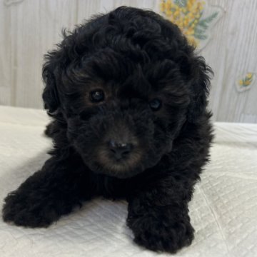 トイプードル(トイ)【群馬県・男の子・2025年8月26日・シルバー】の写真「可愛いです💙」