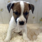 ジャックラッセルテリア