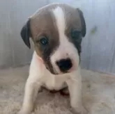 ジャックラッセルテリア