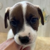 ジャックラッセルテリア