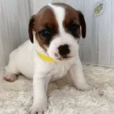 ジャックラッセルテリア【群馬県・男の子・2025年9月27日・ホワイト&タン】の写真1