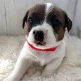 ジャックラッセルテリア【群馬県・男の子・2025年9月27日・ホワイト&タン】の写真6