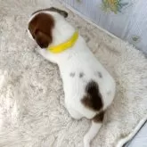 ジャックラッセルテリア【群馬県・男の子・2025年9月27日・ホワイト&タン】の写真3