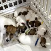 ジャックラッセルテリア【群馬県・男の子・2025年9月27日・ホワイト&タン】の写真4