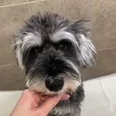 ミニチュアシュナウザー【群馬県・男の子・2025年10月7日・ブラック&シルバー】の写真5