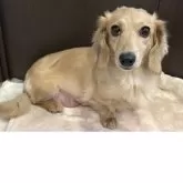 ミニチュアダックスフンド(ロング)【群馬県・女の子・2025年8月12日・イエロー】の写真7「ママです🐶」