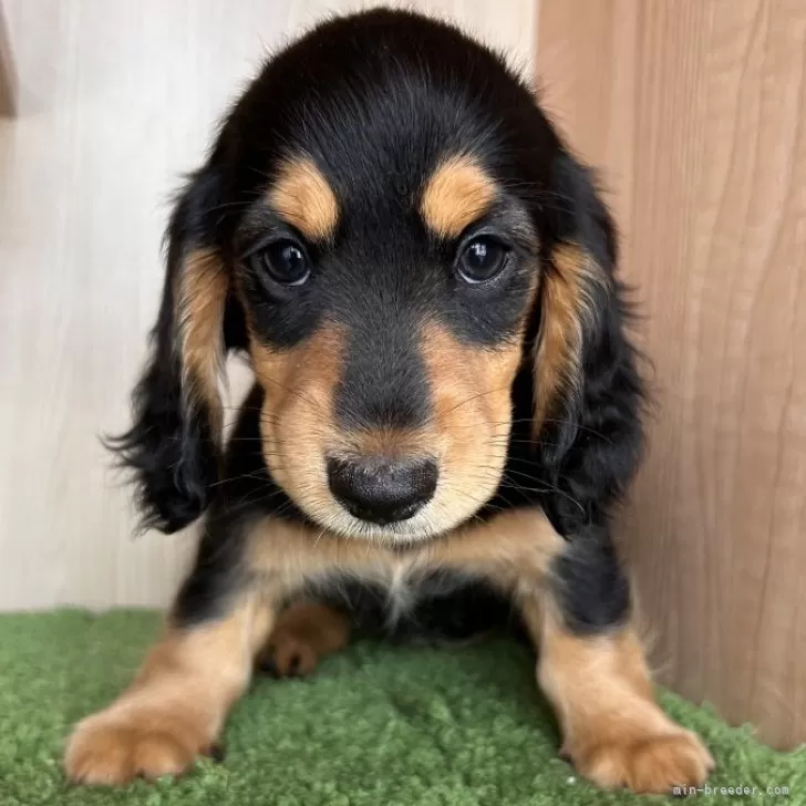 ID：2408-01203の子犬