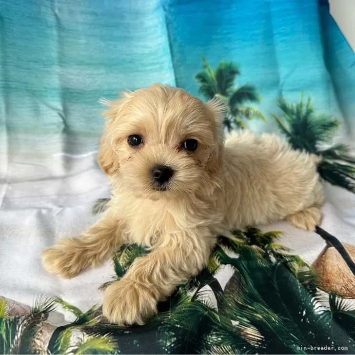 ID：2407-04971の子犬