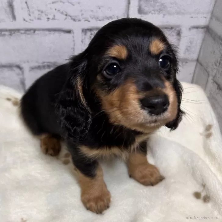 ID:2401-04453の子犬