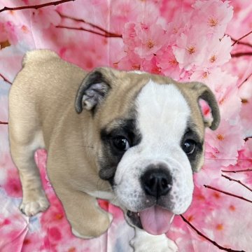 ブルドッグ【群馬県・男の子・2024年4月10日・レッド&ホワイト】の写真「わんぱくで可愛いです🩷」