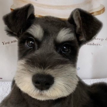 ミニチュアシュナウザー【群馬県・男の子・2024年2月6日・ブラック&シルバー】の写真「当日見学引渡可能‼︎トイレ、待て出きます💚」