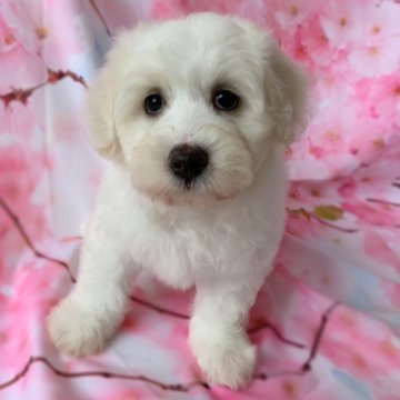 ビションフリーゼ【群馬県・女の子・2024年5月13日・ホワイト】の写真「可愛いです💛おトイレ上手🩷」