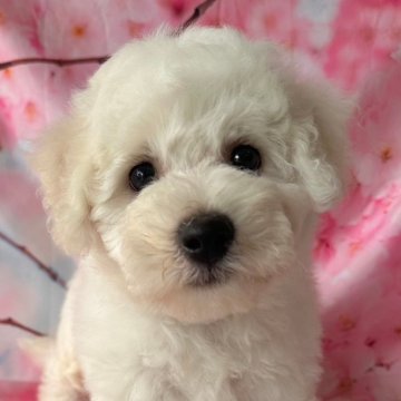 ビションフリーゼ【群馬県・男の子・2024年5月13日・ホワイト】の写真「可愛いです🩵」