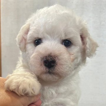 ビションフリーゼ【群馬県・男の子・2024年5月13日・ホワイト】の写真「可愛いです🩵巻き強め🩷」