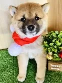 豆柴【群馬県・男の子・2023年11月24日・赤】の写真5