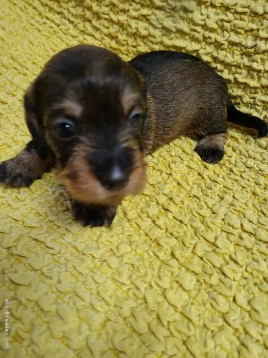 ID:2110-02531の子犬