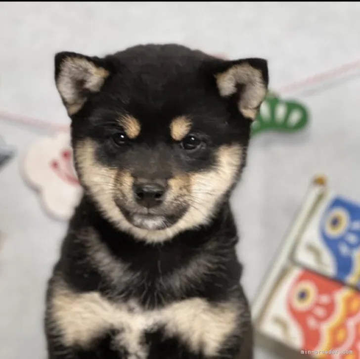 油絵　専用　穏やかなお利口さんの柴犬　見本 専用 穏やかなお利口さんの柴犬 油絵 引っ付く