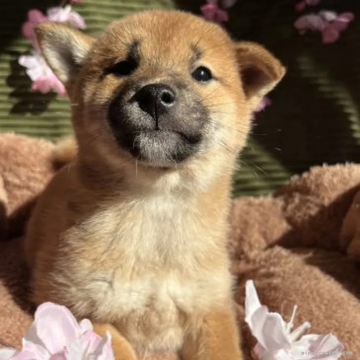 きょん 様のお迎えした子犬