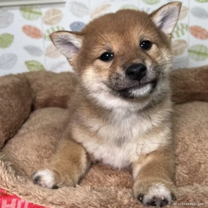 ID:2301-03841の子犬