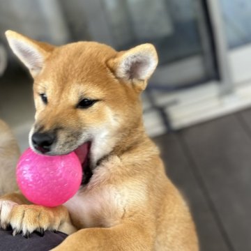 柴犬(標準サイズ)【愛知県・男の子・2024年7月21日・赤】の写真「✨ハロウィンセール🎃以外の料金発生無し✨」
