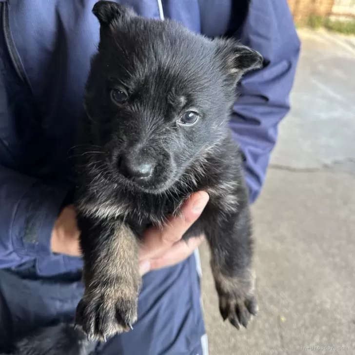 ID:2503-00029の子犬