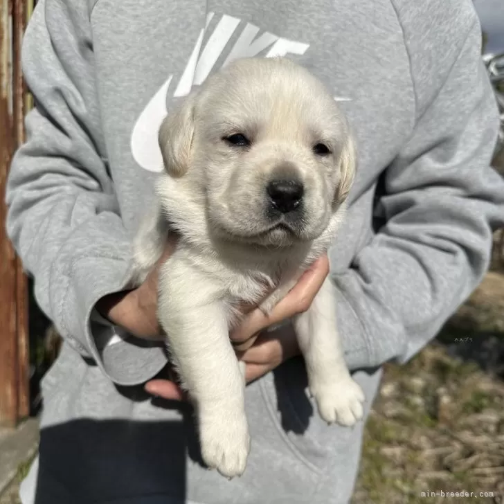 ID:2501-07844の子犬