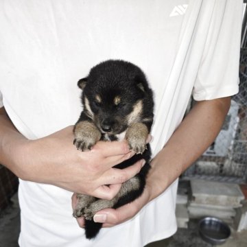 柴犬(豆柴)【愛知県・女の子・2025年9月19日・黒】の写真「とてもかわいい女の子です」