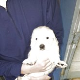 ゴールデンレトリバー