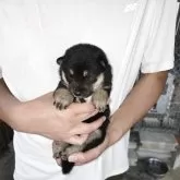 豆柴