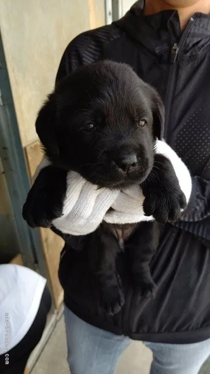 ID:2108-00303の子犬