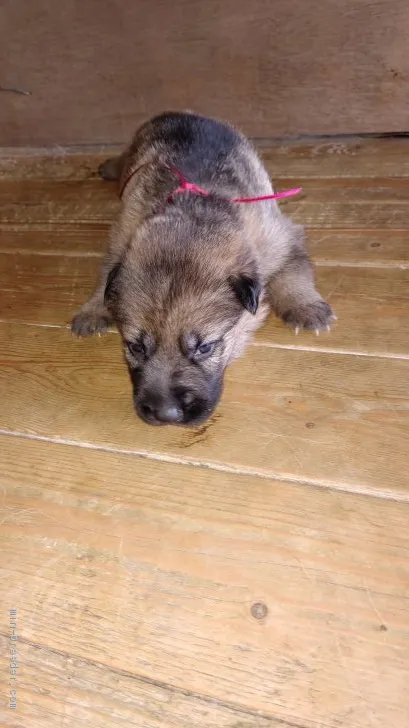 K 様のお迎えした子犬