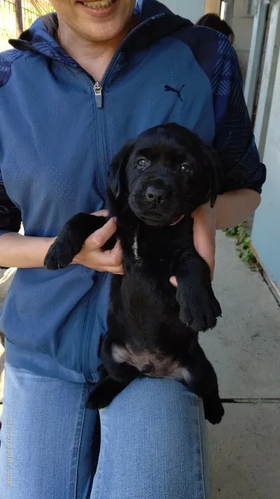 ID:2107-03295の子犬