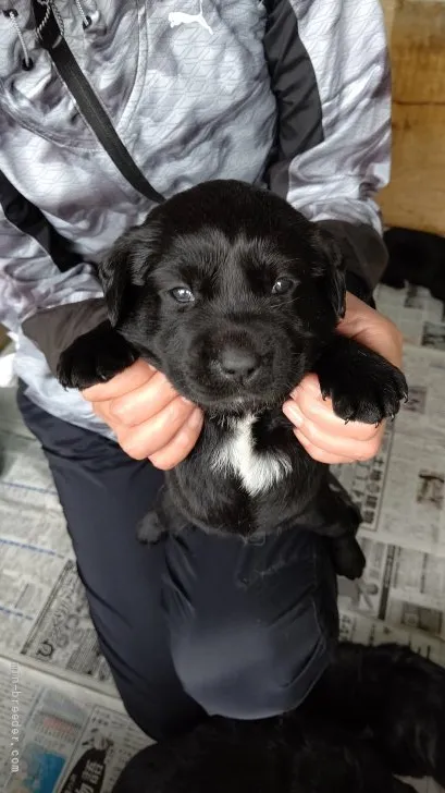 W.T 様のお迎えした子犬