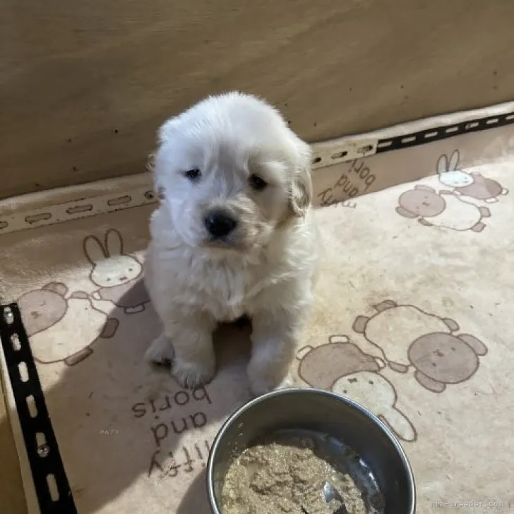 ID:2311-05409の子犬