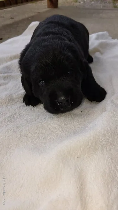 ID:2101-00918の子犬