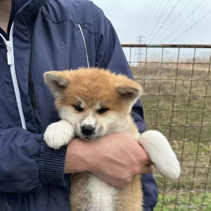 S.Ｉ 様のお迎えした子犬