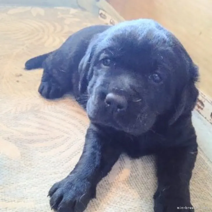 ID：2303-01694の子犬