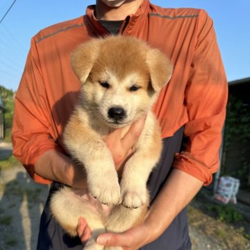 秋田犬【愛知県・女の子・2024年7月23日・赤】の写真「優しい両親の間に生まれた子犬です」