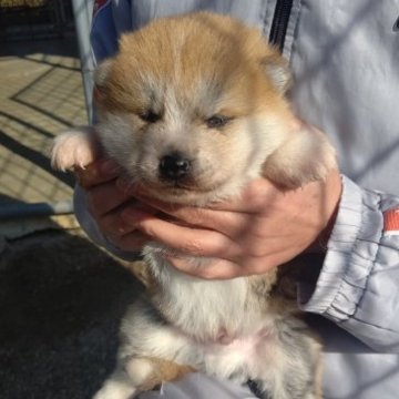 秋田犬【愛知県・女の子・2022年12月28日・赤茶】の写真「面倒見の良い母親に育てられてすくすく育っています」