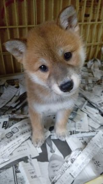 柴犬(標準サイズ)【愛知県・女の子・2021年11月7日・赤(茶色)】の写真「女の子らしい優しい性格です！」