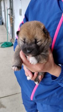柴犬(豆柴)【愛知県・女の子・2019年10月18日・赤(茶色)】の写真「子犬は４頭の兄弟で順調に育っています」
