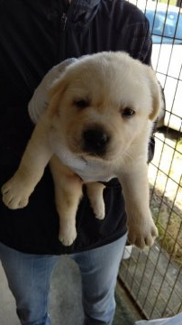 ラブラドールレトリバー【愛知県・男の子・2021年6月22日・イエロー】の写真「好奇心旺盛な子犬です」