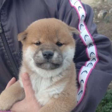 柴犬(標準サイズ)【愛知県・男の子・2023年1月1日・赤(茶色)】の写真「お正月に生まれました！」