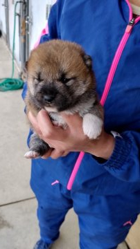柴犬(豆柴)【愛知県・男の子・2019年10月18日・赤(茶色)】の写真「子犬は４頭の兄弟で順調に育っています」