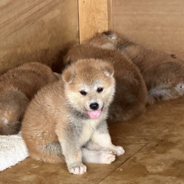 秋田犬【愛知県・女の子・2024年7月23日・赤】の写真「母親似の美人さんです！」
