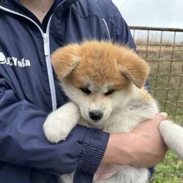 秋田犬【愛知県・女の子・2024年1月1日・赤】の写真「優しくて社交的な両親の間に生まれた子犬です。」