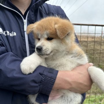 秋田犬【愛知県・女の子・2024年1月1日・赤】の写真「優しく面倒見の良い母親に育てられ順調に育っています」